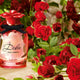 Dolce & Gabbana Rose - Parfum Gallerie